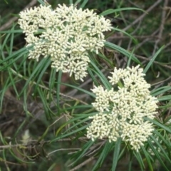 Cassinia longifolia at Greenway, ACT - 22 Feb 2017