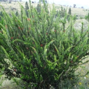 Grevillea juniperina subsp. fortis at Greenway, ACT - 22 Feb 2017