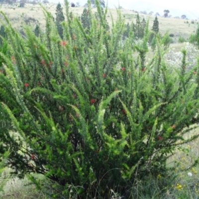 Grevillea juniperina subsp. fortis (Grevillea) at Greenway, ACT - 22 Feb 2017 by SteveC