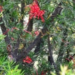 Grevillea juniperina subsp. fortis at Greenway, ACT - 22 Feb 2017