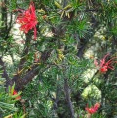 Grevillea juniperina subsp. fortis at Greenway, ACT - 22 Feb 2017