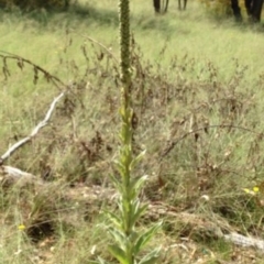 Verbascum thapsus subsp. thapsus (Great Mullein, Aaron's Rod) at Greenway, ACT - 10 Jul 2016 by SteveC