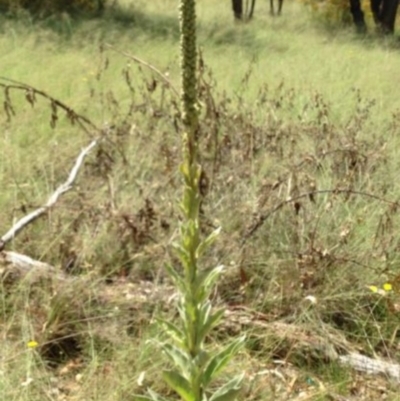 Verbascum thapsus subsp. thapsus (Great Mullein, Aaron's Rod) at Greenway, ACT - 10 Jul 2016 by SteveC