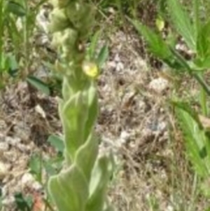 Verbascum thapsus subsp. thapsus at Greenway, ACT - 10 Jul 2016