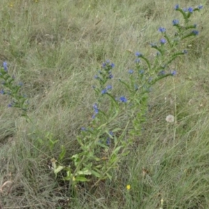 Echium plantagineum at Greenway, ACT - 24 Feb 2017