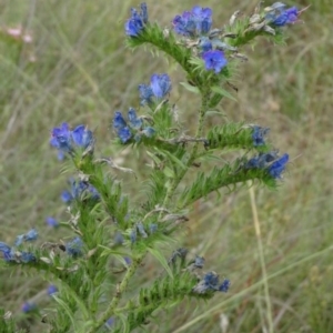 Echium plantagineum at Greenway, ACT - 24 Feb 2017