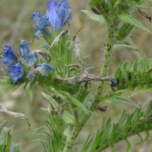 Echium plantagineum at Greenway, ACT - 24 Feb 2017