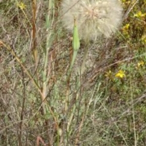 Tragopogon dubius at Greenway, ACT - 22 Feb 2017