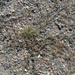 Polygonum aviculare (Wireweed) at Greenway, ACT - 22 Feb 2017 by SteveC