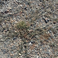 Polygonum aviculare (Wireweed) at Greenway, ACT - 22 Feb 2017 by SteveC