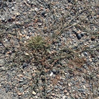 Polygonum aviculare (Wireweed) at Greenway, ACT - 22 Feb 2017 by SteveC