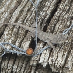 Amphibolurus muricatus (Jacky Lizard) at Four Winds Bioblitz Reference Sites - 24 Feb 2017 by narelle