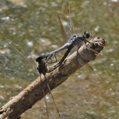 Orthetrum caledonicum (Blue Skimmer) at Gordon Pond - 23 Feb 2017 by JohnBundock