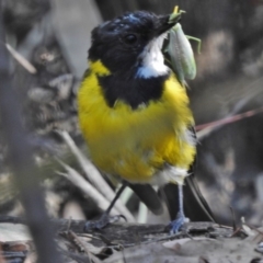 Pachycephala pectoralis (Golden Whistler) at Paddys River, ACT - 22 Feb 2017 by JohnBundock