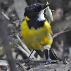 Pachycephala pectoralis (Golden Whistler) at Tidbinbilla Nature Reserve - 21 Feb 2017 by JohnBundock