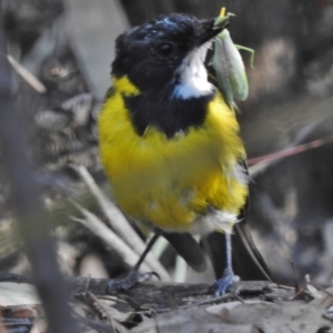 Pachycephala pectoralis at Paddys River, ACT - 22 Feb 2017