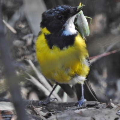 Pachycephala pectoralis (Golden Whistler) at Paddys River, ACT - 22 Feb 2017 by JohnBundock