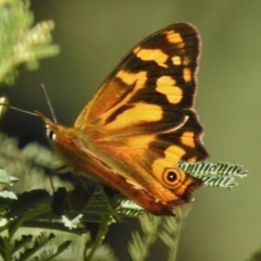 Heteronympha banksii (Banks' Brown) at Paddys River, ACT - 22 Feb 2017 by JohnBundock