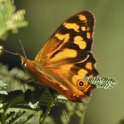 Heteronympha banksii (Banks' Brown) at Tidbinbilla Nature Reserve - 21 Feb 2017 by JohnBundock