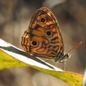 Geitoneura acantha at Paddys River, ACT - 23 Feb 2017 05:06 PM