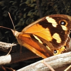 Heteronympha merope (Common Brown Butterfly) at Paddys River, ACT - 21 Feb 2017 by JohnBundock