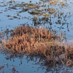 Myriophyllum verrucosum (Red Water-milfoil) at Pine Island to Point Hut - 22 Feb 2017 by michaelb