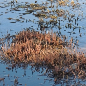 Myriophyllum verrucosum at Greenway, ACT - 22 Feb 2017 06:30 PM