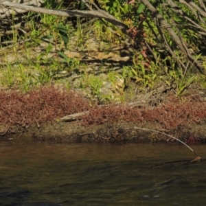 Myriophyllum verrucosum at Greenway, ACT - 22 Feb 2017