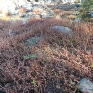 Myriophyllum verrucosum at Greenway, ACT - 22 Feb 2017 06:30 PM