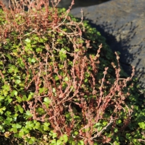 Myriophyllum verrucosum at Greenway, ACT - 22 Feb 2017 06:35 PM