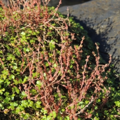 Myriophyllum verrucosum (Red Water-milfoil) at Pine Island to Point Hut - 22 Feb 2017 by michaelb