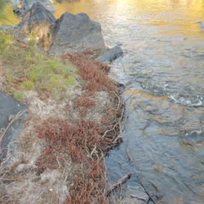 Myriophyllum verrucosum (Red Water-milfoil) at Greenway, ACT - 22 Feb 2017 by michaelb