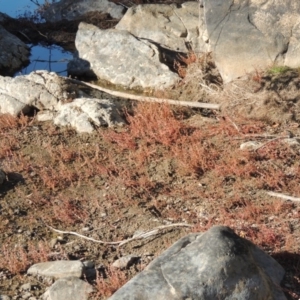 Myriophyllum verrucosum at Greenway, ACT - 22 Feb 2017