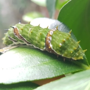 Papilio aegeus at Nicholls, ACT - 25 Feb 2017