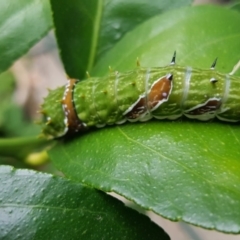 Papilio aegeus at Nicholls, ACT - 25 Feb 2017