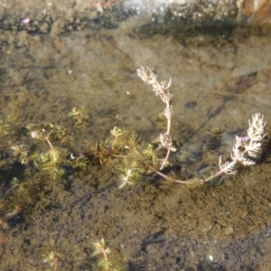 Myriophyllum verrucosum at Bonython, ACT - 23 Feb 2017 12:00 AM