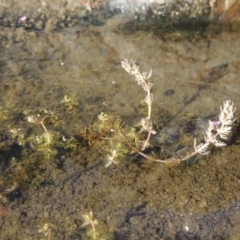 Myriophyllum verrucosum (Red Water-milfoil) at Bonython, ACT - 22 Feb 2017 by michaelb