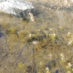 Myriophyllum verrucosum at Bonython, ACT - 23 Feb 2017 12:00 AM