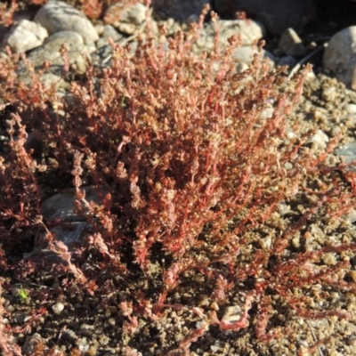 Myriophyllum verrucosum (Red Water-milfoil) at Pine Island to Point Hut - 22 Feb 2017 by michaelb
