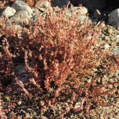 Myriophyllum verrucosum (Red Water-milfoil) at Bonython, ACT - 23 Feb 2017 by MichaelBedingfield