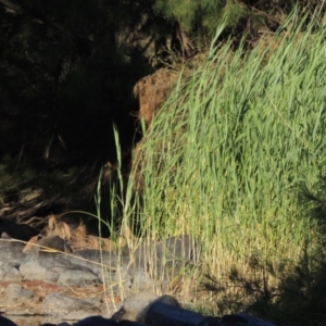 Phragmites australis at Greenway, ACT - 22 Feb 2017