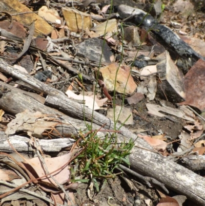 Wahlenbergia graniticola (Granite Bluebell) at Acton, ACT - 20 Jan 2017 by RWPurdie