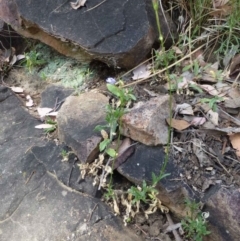 Wahlenbergia graniticola at Acton, ACT - 21 Jan 2017