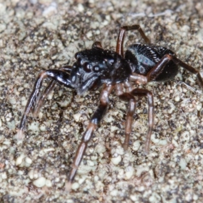 Adoxotoma sp. (genus) (A jumping spider) at Mulligans Flat - 25 Feb 2017 by CedricBear