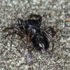 Adoxotoma sp. (genus) at Gungahlin, ACT - 25 Feb 2017 11:18 AM