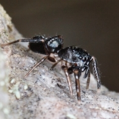 Adoxotoma sp. (genus) at Gungahlin, ACT - 25 Feb 2017 11:18 AM