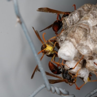 Polistes (Polistella) humilis (Common Paper Wasp) at Mulligans Flat - 24 Feb 2017 by CedricBear