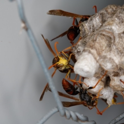 Polistes (Polistella) humilis (Common Paper Wasp) at Gungahlin, ACT - 25 Feb 2017 by CedricBear