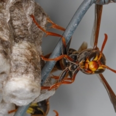 Polistes (Polistella) humilis at Gungahlin, ACT - 25 Feb 2017 09:57 AM