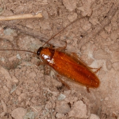 Escala sp. (genus) (Escala cockroach) at Mulligans Flat - 24 Feb 2017 by CedricBear